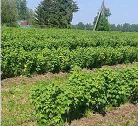 Upeņu lauks un tā kaitīgie organismi