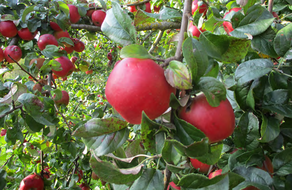 Šķirne ‘Inara’