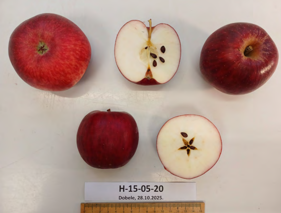 Šķirnes ‘Ilze’ augļi garengriezumā un šķērsgriezumā