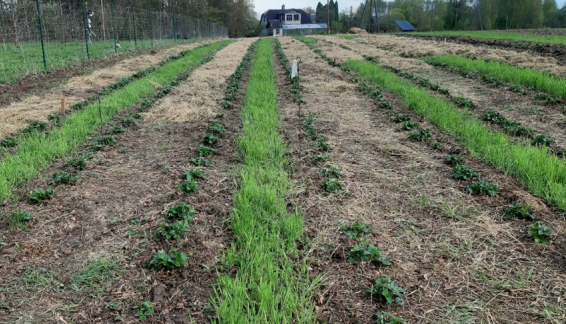 Zemeņu jauktais stādījums saimniecībā  ‘’LM Product’’ 3. audzēšanas gada  pavasarī, rindstarpās ziemas rudzi