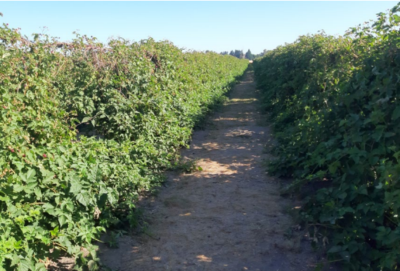 Aveņu - kazeņu hibrīdu ‘Boysenberries’ stādījums saimniecībā “Columbia Farms”