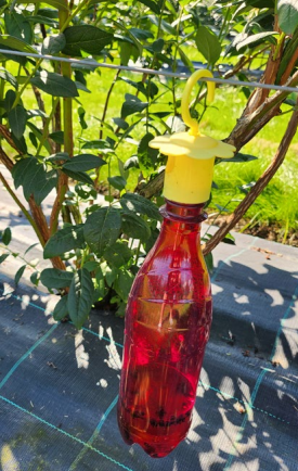 Sarkanās krāsas pudeles  ar ābolu etiķi izvietotas  stādījumā drozofilu  izķeršanai