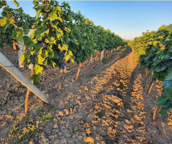 Bioloģiskajā vīnogu  stādījumā viens  no svarīgākajiem  nosacījumiem  veiksmīgai audzēšanai  – no nezālēm tīras  apdobes