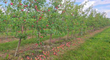 Vēja un krusas  ietekmē radītā ābolu  priekšlaicīgā nobire  2023.g. vasaras beigās