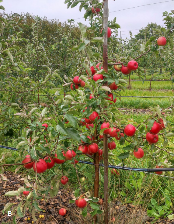 A,B ‘Ligolina’ augļi pat  jaunām ābelēm zara  apakšā (A) salīdzinoši  sliktāk krāsoti kā tiešai  saulei pakļauti (B)
