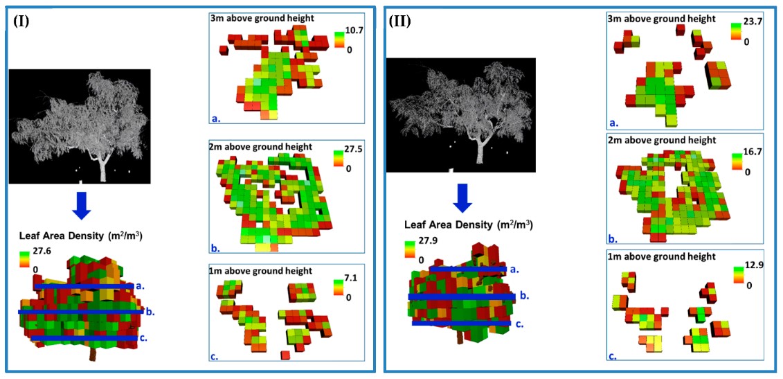 2. Mango koku lāzerskenējuma punktu mākonis, kas tika pielietots lapu blīvuma 3D kartes veidošanā (Avots: https:// doi.org/10.3390/ rs10111750, tika publicēts zem CC-BY 4.0 licences)