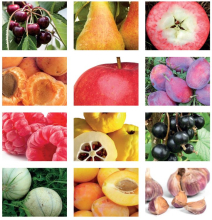 šķirnes dārziem 2024