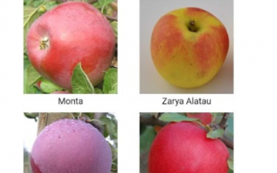 Яблони, устойчивые к болезням