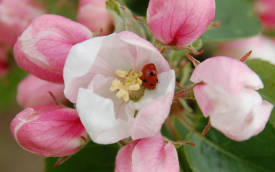 ābeļzied un mārīte