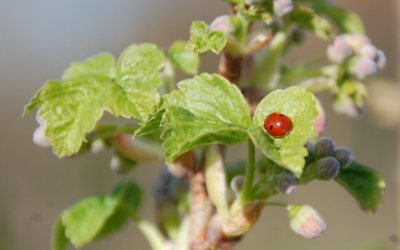 ogulāji pumpuros un mārīte